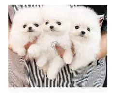 Cachorros de Pomerania de pura raza