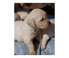 Cachorros de Golden Retriever