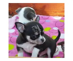Cachorros de Chihuahua muy cariñosos