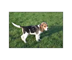 Cachorros de Beagle socializadosxfdf
