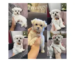 Cachorros malteses en adopción