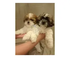 Cachorros Shih Tzu machos y hembras de regalo