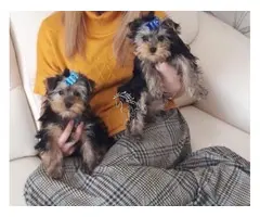 Cachorros de Yorkshire Terrier en adopción