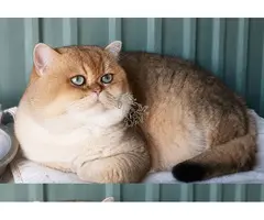 MONTA DE GATOS BRITISH SHORTAIR GOLDEN