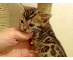 Regalo Gatitos Bengala ,