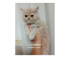 Gatitos persa himalayos