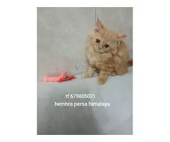 Gatitos persa himalayos