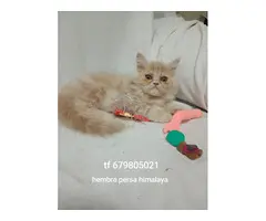 Gatitos persa himalayos