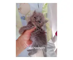 Gatitos persa himalayos