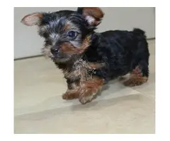 Encantadores cachorros de Yorkshire Terrier en adopción contacto: (friendlyteacupyorkies@gmail.com)