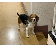 Dono beagle
