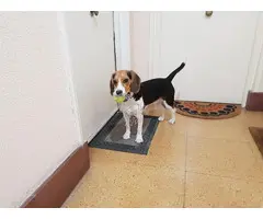 Dono beagle