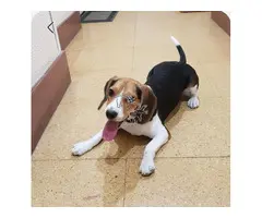 Dono beagle