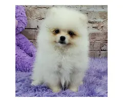 PERRITOS DE POMERANIAN