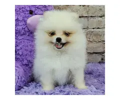 PERRITOS DE POMERANIAN