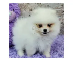 PERRITOS DE POMERANIAN