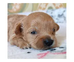 Maltipoo