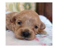 Maltipoo