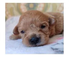Maltipoo