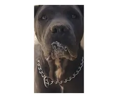 Cane Corso linea de campeones de Belleza