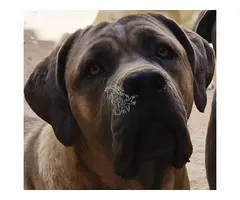 Cane Corso linea de campeones de Belleza
