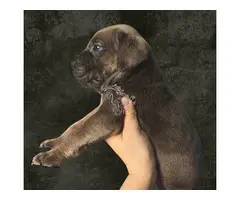 Cane Corso linea de campeones de Belleza