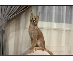 Hermosos gatitos caracal disponibles