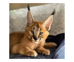 Hermosos gatitos caracal disponibles