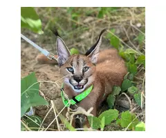 Hermosos gatitos caracal disponibles