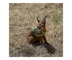 Hermosos gatitos caracal disponibles