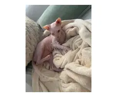Gatita sphynx