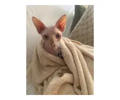 Gatita sphynx