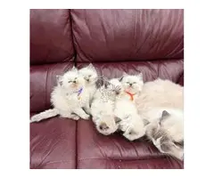 Tengo 3 preciosos gatitos Ragdoll