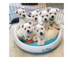 WESTIE CACHORROS EN ADOPCION