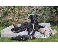 Cachorros de Gran Danés en adopción