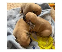 impresionantes cachorros de Pug de colores exóticos y excelente