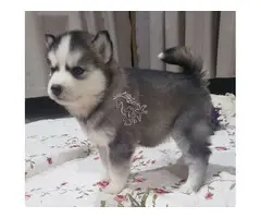 ¡Hermosos cachorros de husky siberiano registrados en el KC (Kennel Club) disponibles ahora!