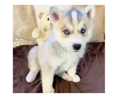 ¡Hermosos cachorros de husky siberiano registrados en el KC (Kennel Club) disponibles ahora!