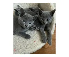 Actualmente tenemos de nuevo preciosos gatitos disponibles.
