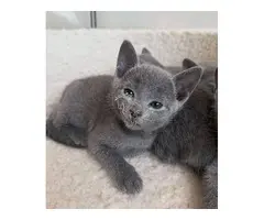 Actualmente tenemos de nuevo preciosos gatitos disponibles.