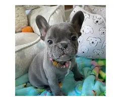 Cachorros de Bulldog Francés