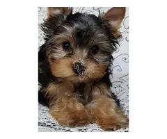 Regalo Cachorros Yorkshire Terrier Mini Toy
