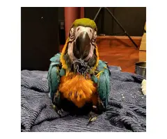 Guacamayo azul y dorado hembra súper manso
