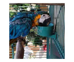 LOROS GUACAMAYOS EN ADOPCION