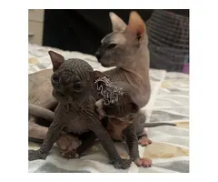 gatos sphynx