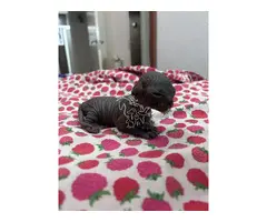gatos sphynx