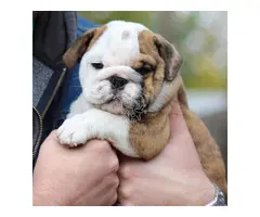 Cachorros de bulldog inglés machos y hembras
