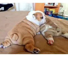 Cachorros de bulldog inglés machos y hembras