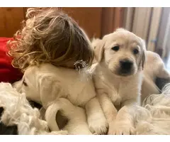Cachorros de Golden Retriever