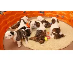 Bulldog inglés en venta